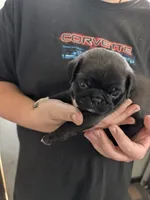 Fozzy, a male Pug for sale in Wakeman, OH – 5 of 5