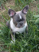 Frenchie male , a male French Bulldog for sale in Vermilion, OH – 2 of 2