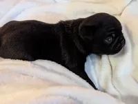 Shadow , a male Pug for sale in Vermilion, OH – 5 of 5