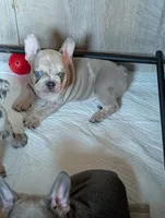 Frenchie 1, a male French Bulldog for sale in Vermilion, OH – 4 of 8