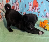 Silver black male , a male Pug for sale in Vermilion, OH – Photo 1 of 3