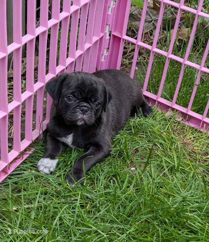 Silver black male  – Pug puppy for sale in Vermilion, OH