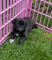 Buddy, a male Pug for sale in Vermilion, OH – 3 of 4