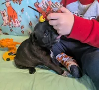 Silver black male , a male Pug for sale in Vermilion, OH – Photo 3 of 3