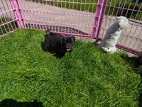 Buddy, a male Pug for sale in Vermilion, OH – 4 of 4