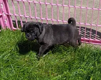 Buddy, a male Pug for sale in Vermilion, OH – 2 of 4