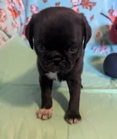 Silver black male , a male Pug for sale in Vermilion, OH – Photo 2 of 3