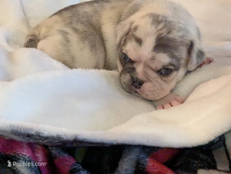Chinchilla Merle male  – Pug puppy for sale in Vermilion, OH