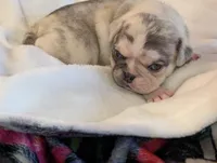 Chinchilla Merle male , a male Pug for sale in Vermilion, OH – 5 of 7