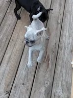 Girl, a female Pug for sale in Wakeman, OH – 3 of 4