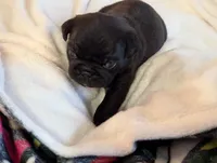Shadow , a male Pug for sale in Vermilion, OH – 4 of 5