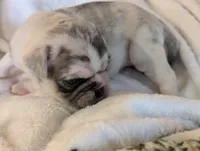 Chinchilla Merle male , a male Pug for sale in Vermilion, OH – 6 of 7