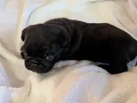 Shadow , a male Pug for sale in Vermilion, OH – 2 of 5