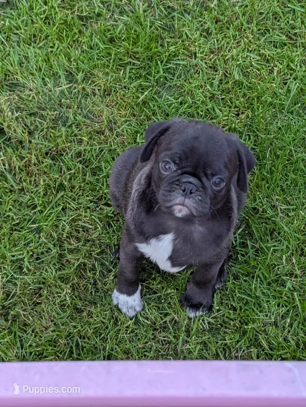 Buddy – Pug puppy for sale in Vermilion, OH