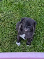 Buddy, a male Pug for sale in Vermilion, OH – 1 of 4