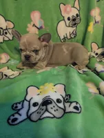 Frenchie 1, a male French Bulldog for sale in Vermilion, OH – 7 of 8