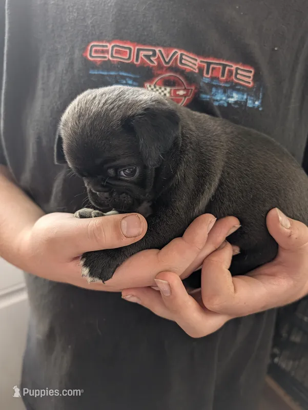 Fozzy – Pug puppy for sale in Wakeman, OH