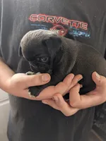 Fozzy, a male Pug for sale in Wakeman, OH – 1 of 5