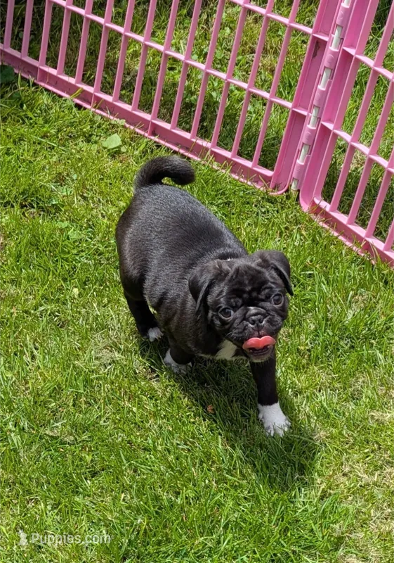 Prince  – Pug puppy for sale in Vermilion, OH