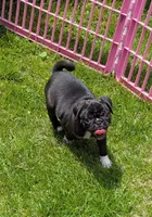 Prince , a male Pug for sale in Vermilion, OH – 1 of 1