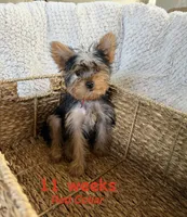 Red Collar, a female Yorkshire Terrier for sale in Stockton, CA – 3 of 8