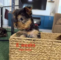 Red Collar, a female Yorkshire Terrier for sale in Stockton, CA – 6 of 8
