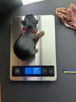 Red puppy, a female Yorkshire Terrier for sale in Stockton, CA – Photo 3 of 3