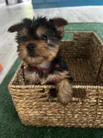 Red Collar, a female Yorkshire Terrier for sale in Stockton, CA – Photo 6 of 6
