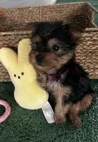 Red Collar, a female Yorkshire Terrier for sale in Stockton, CA – Photo 5 of 6