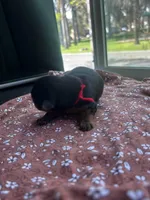 Red puppy, a female Yorkshire Terrier for sale in Stockton, CA – Photo 2 of 3