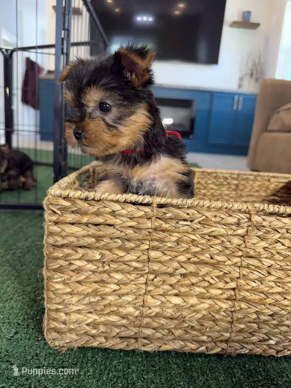 Red Collar – Yorkshire Terrier puppy for sale in Stockton, CA
