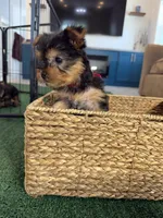 Red Collar, a female Yorkshire Terrier for sale in Stockton, CA – Photo 1 of 6