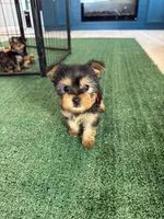 Red Collar, a female Yorkshire Terrier for sale in Stockton, CA – Photo 3 of 6