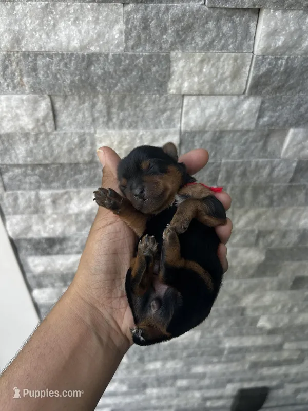 Red puppy – Yorkshire Terrier puppy for sale in Stockton, CA