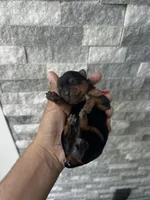 Red puppy, a female Yorkshire Terrier for sale in Stockton, CA – Photo 1 of 3