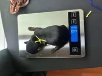 Yellow puppy, a male Yorkshire Terrier for sale in Stockton, CA – Photo 3 of 3