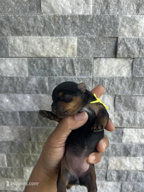 Yellow puppy – Yorkshire Terrier puppy for sale in Stockton, CA