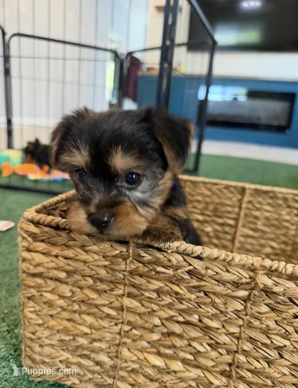 Yellow Collar – Yorkshire Terrier puppy for sale in Stockton, CA