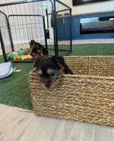 Yellow Collar, a female Yorkshire Terrier for sale in Stockton, CA – Photo 5 of 5