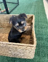 Yellow Collar, a female Yorkshire Terrier for sale in Stockton, CA – Photo 3 of 5
