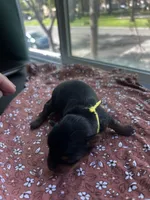 Yellow puppy, a male Yorkshire Terrier for sale in Stockton, CA – Photo 2 of 3