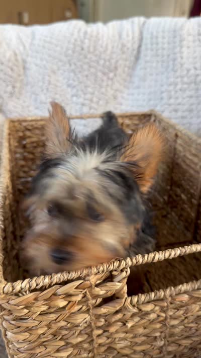 Red Collar, a female Yorkshire Terrier for sale in Stockton, CA – 2 of 8