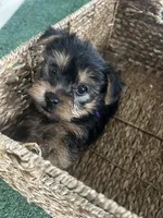 Blue Collar, a male Yorkshire Terrier for sale in Stockton, CA – Photo 3 of 4