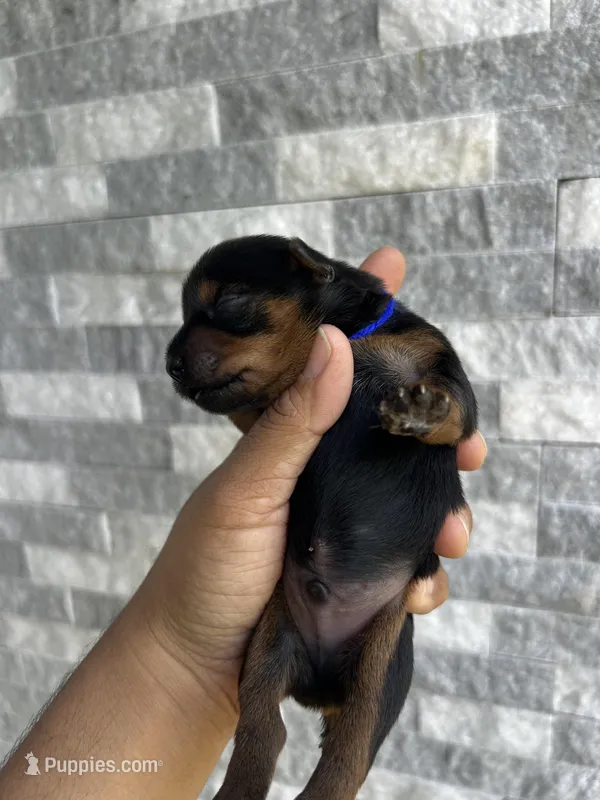 Blue puppy – Yorkshire Terrier puppy for sale in Stockton, CA