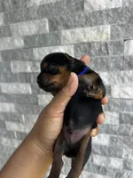 Blue puppy, a male Yorkshire Terrier for sale in Stockton, CA – Photo 1 of 3
