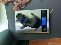 Blue puppy, a male Yorkshire Terrier for sale in Stockton, CA – Photo 2 of 3