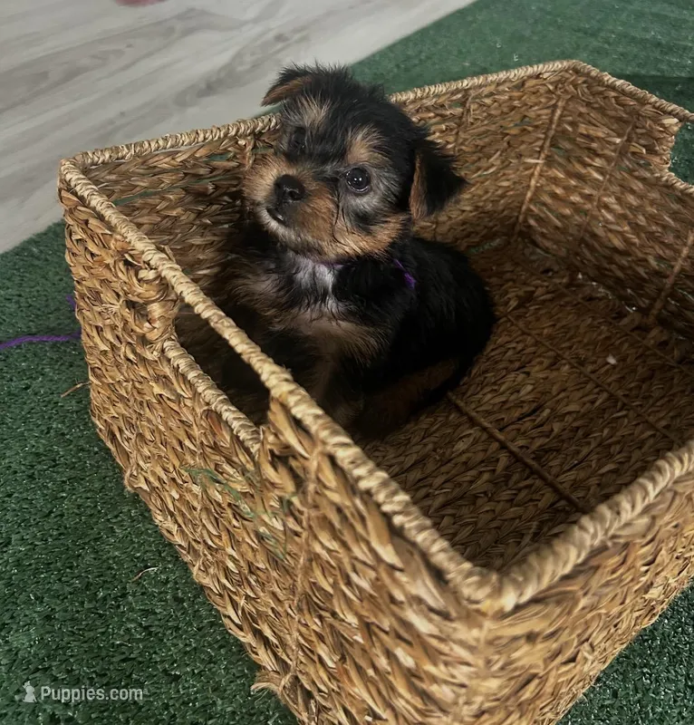 Blue Collar – Yorkshire Terrier puppy for sale in Stockton, CA