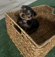 Blue Collar, a male Yorkshire Terrier for sale in Stockton, CA – Photo 1 of 4