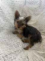Yellow Collar, a female Yorkshire Terrier for sale in Stockton, CA – 4 of 7