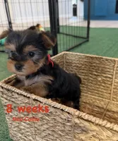 Red Collar, a female Yorkshire Terrier for sale in Stockton, CA – 5 of 8